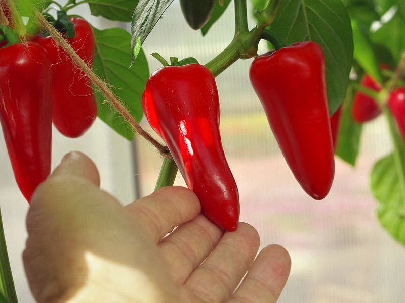 Партнер Перец НИККИ F1 ^(5шт) 2-ной пак, изображение 3